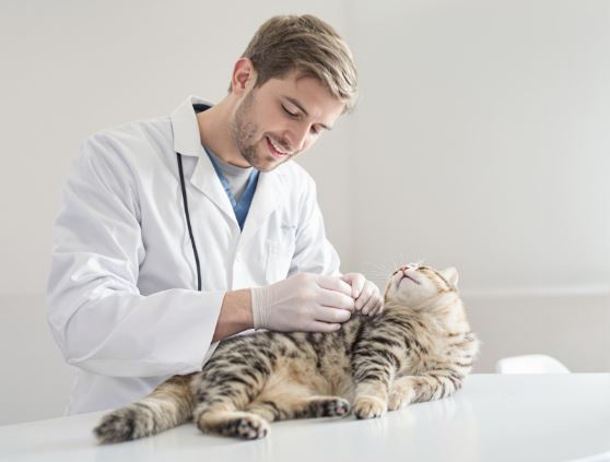 Cat getting examined by a veterinarian