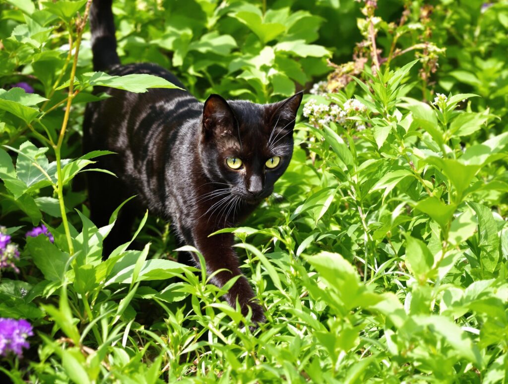 black cat in grass