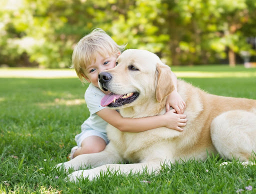 Child hugging a labrador