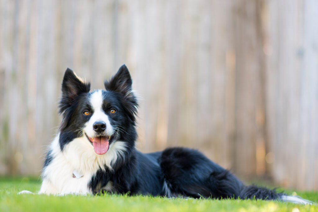 black and white border collie on grass
