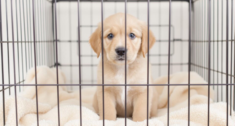 puppy in crate