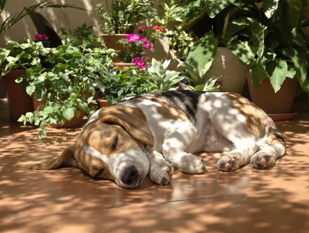 A content Beagle rests peacefully on a sunny patio, surrounded by lush potted plants, with gentle shadows and warm light creating a serene, inviting atmosphere.