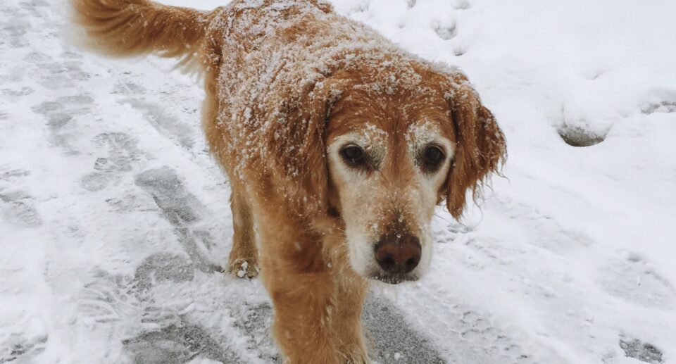 Joint Pain & Mobility Support in Colder Weather