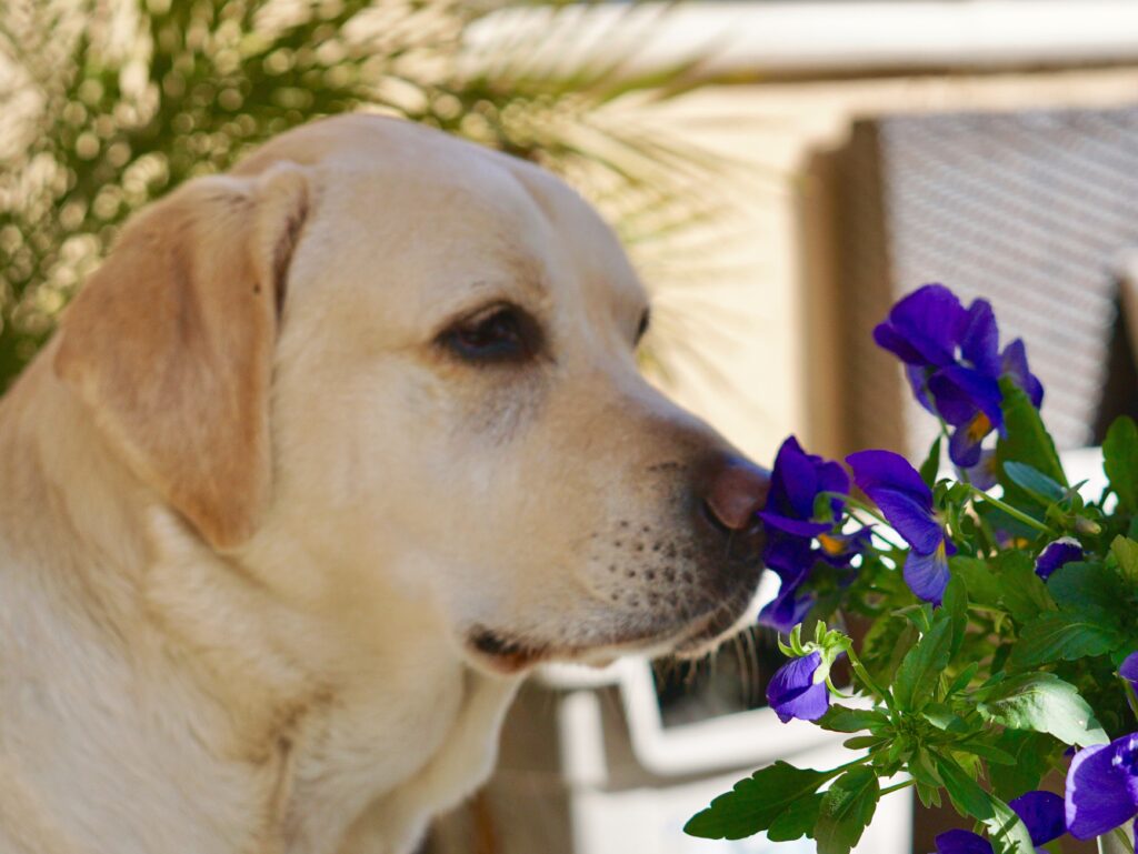 aromatherapy for pets