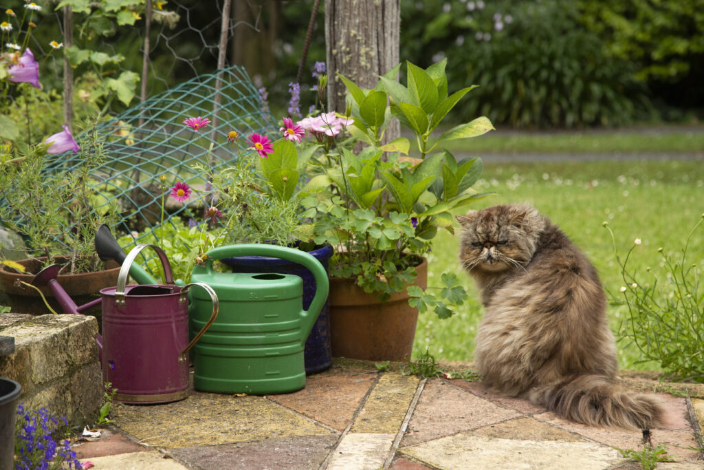 pet-friendly gardening