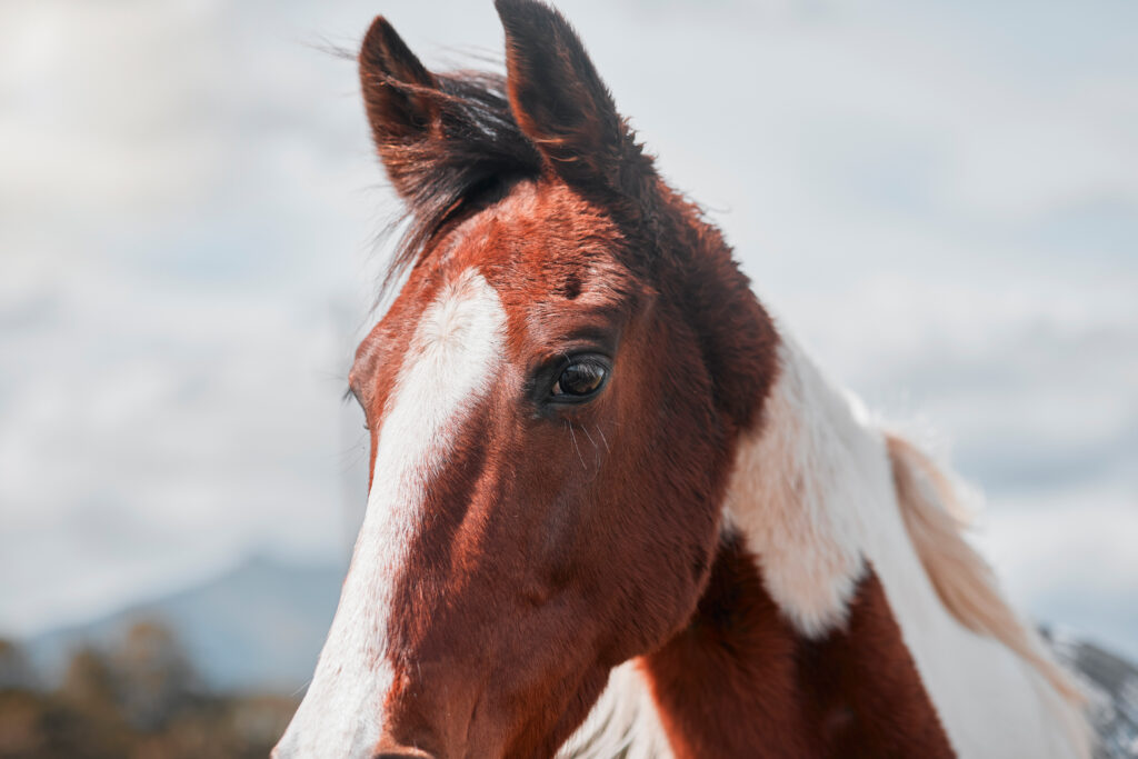 joint supplements for horses