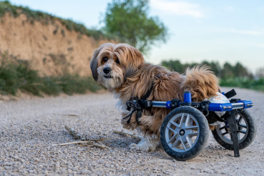 specially abled dog
