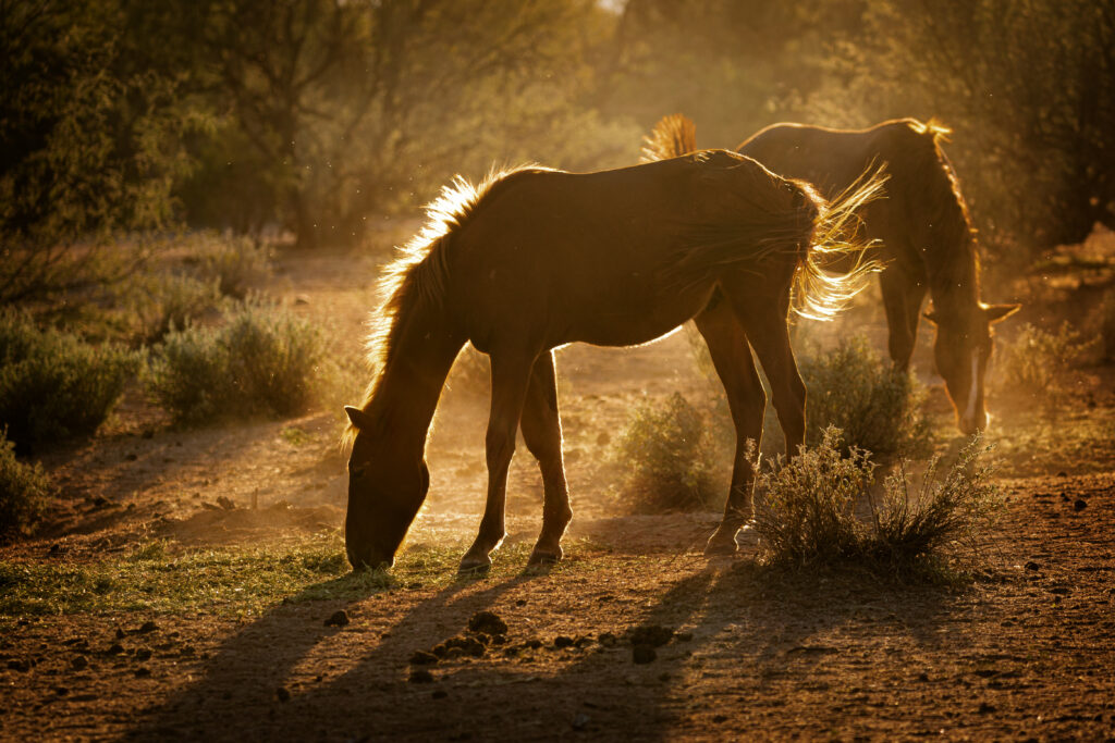 what to feed a horse