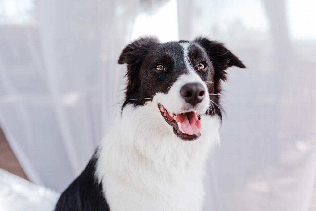 border collie