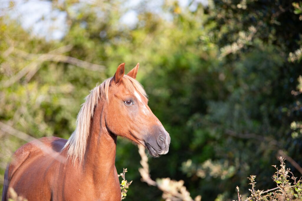 mare in heat