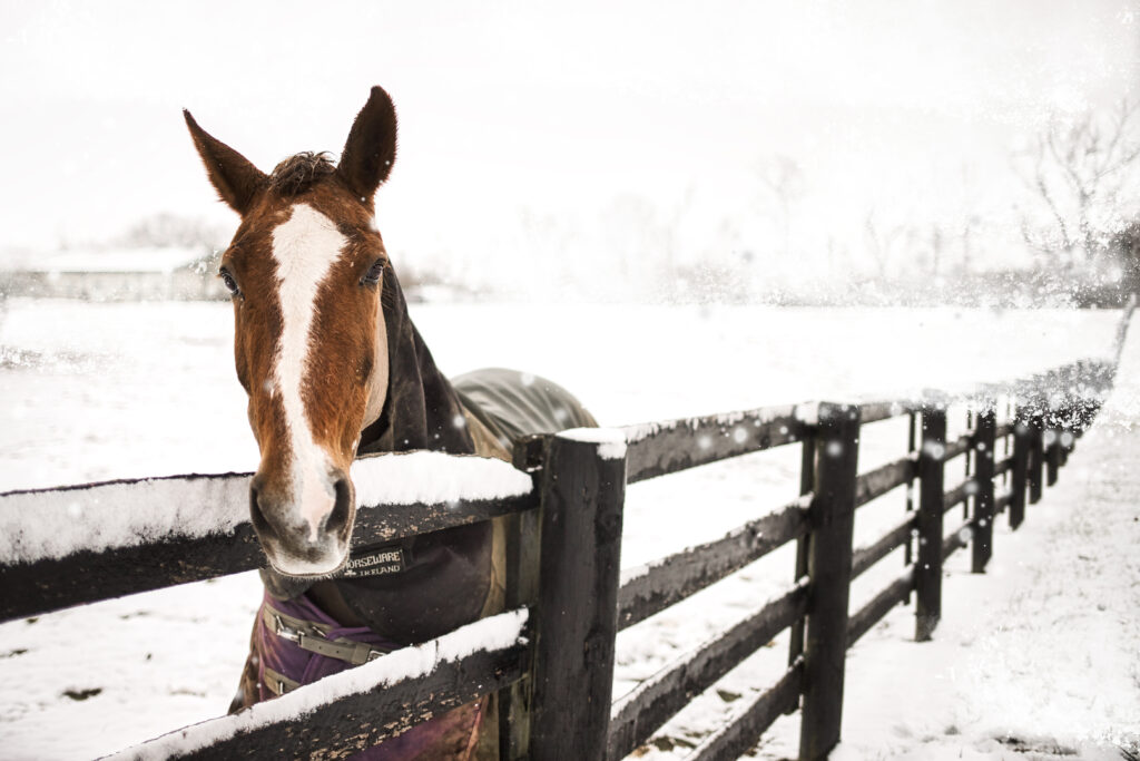 winter dehydration in horses