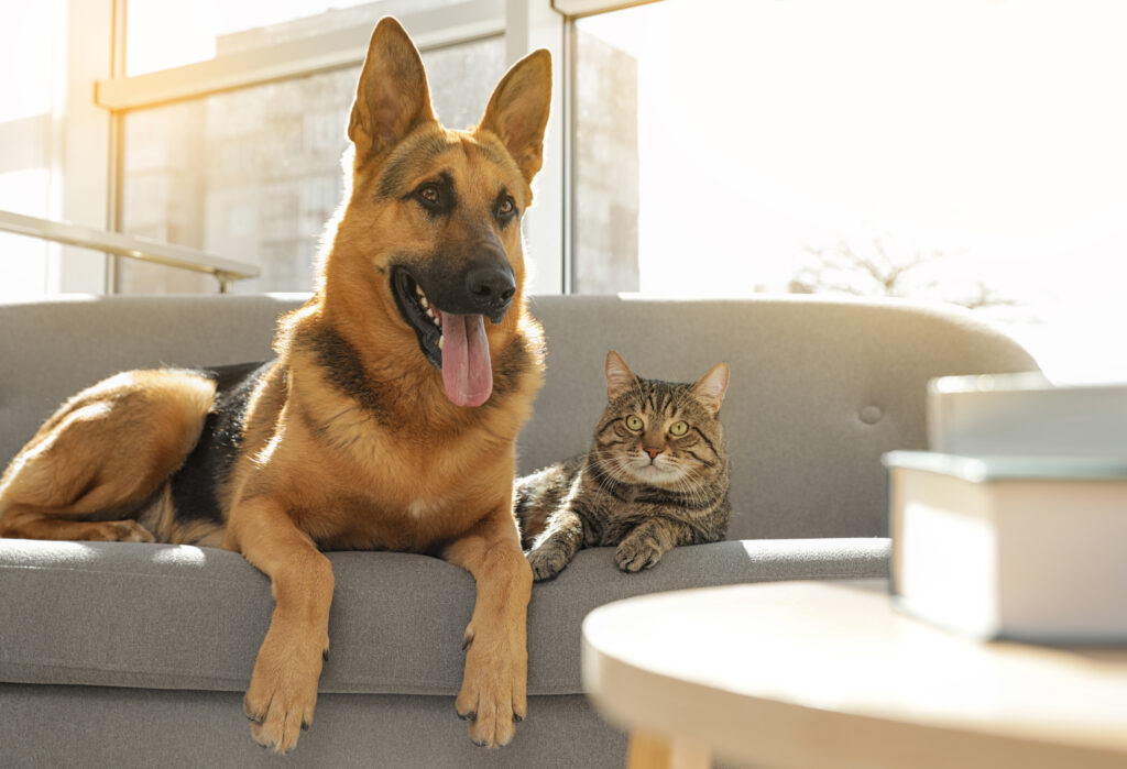 petmeds
