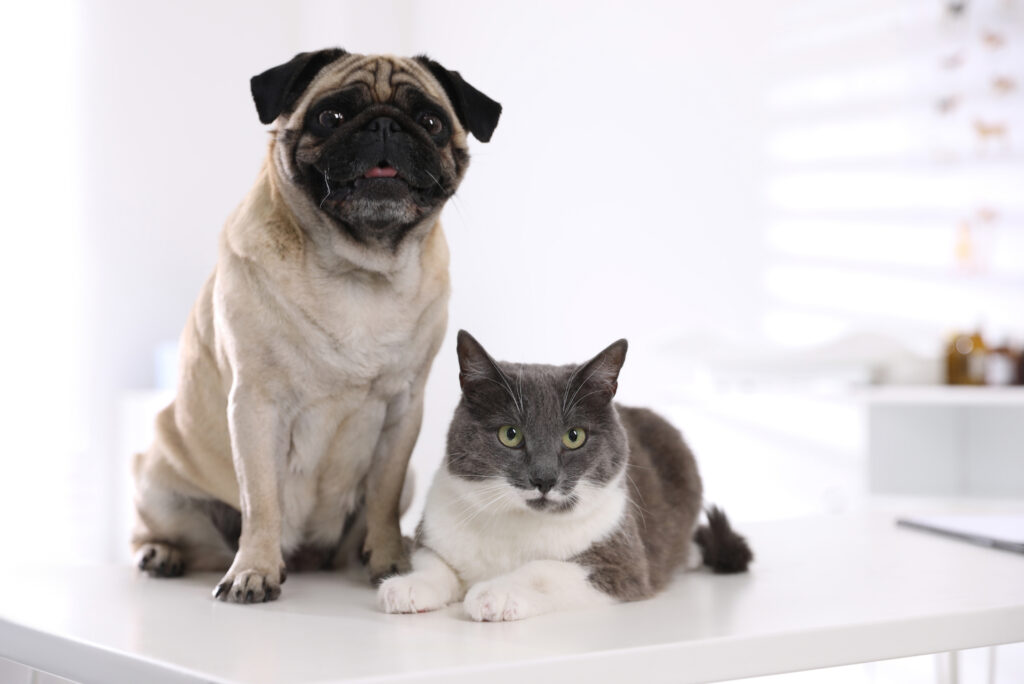 managing dog and cat pain