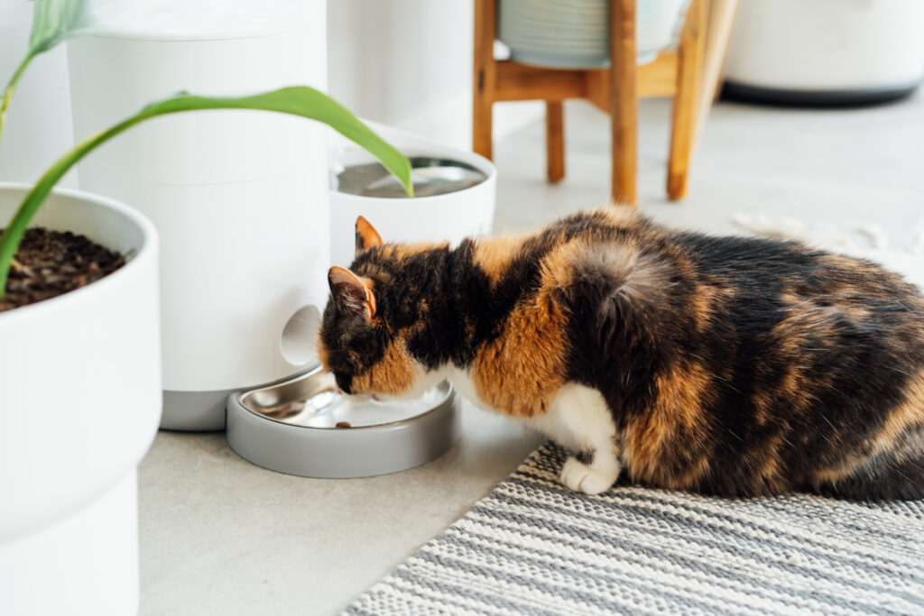 cat drinking water