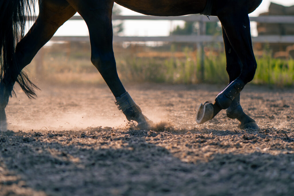 horse's shoes