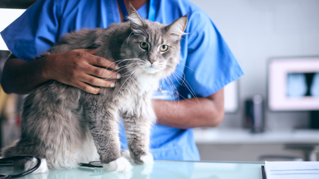 cat at vet