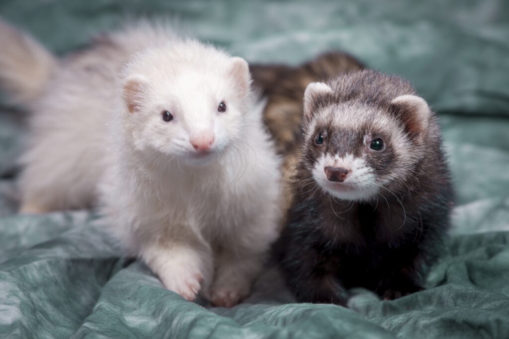 ferret flea control