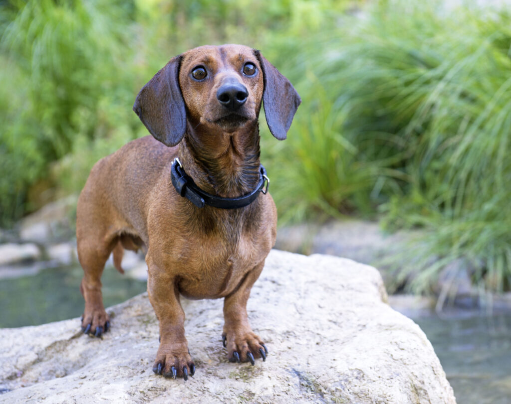 all about your dachsund
