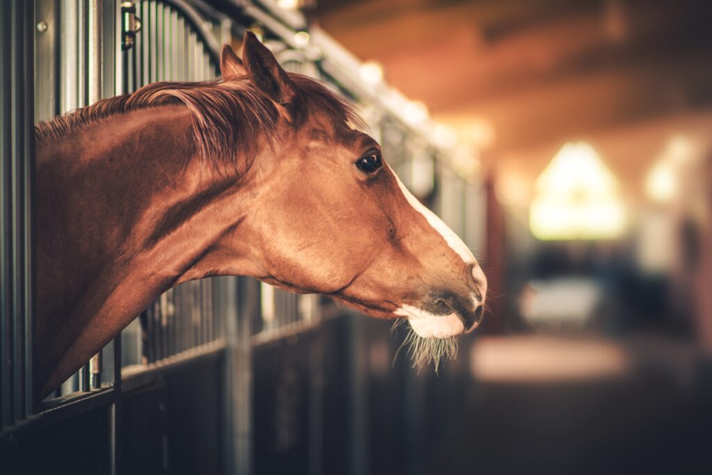 hives in horses