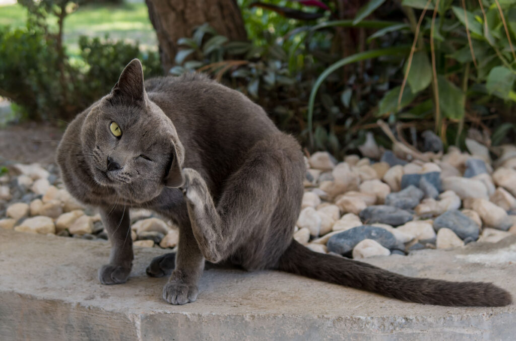 flea prevention on cat