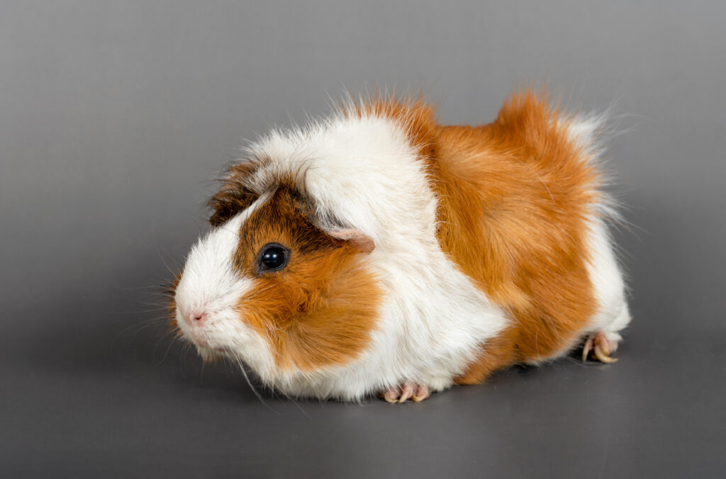 change a pet's life day