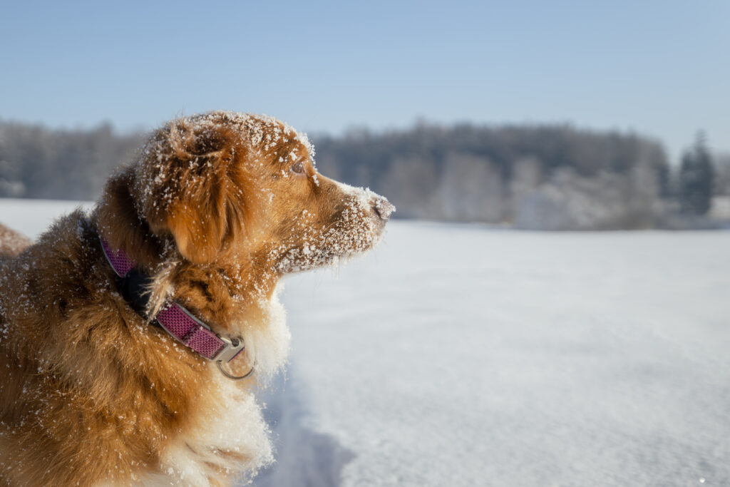 protect your dog's paws