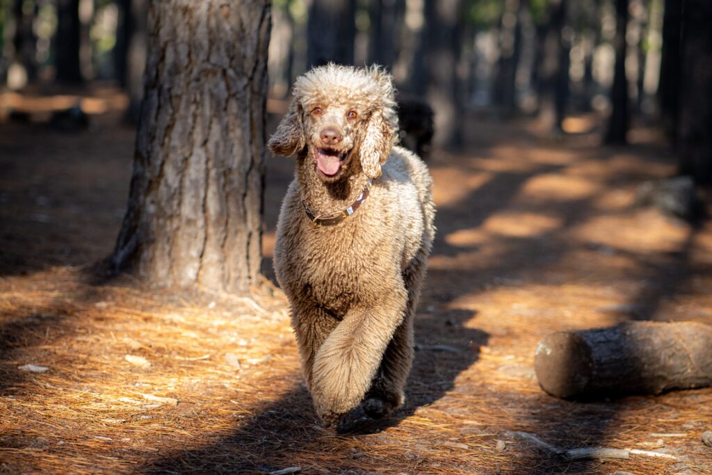 care for standard poodles