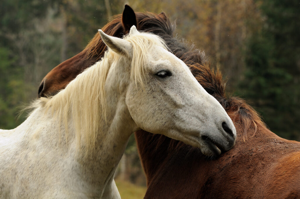 disease in horses