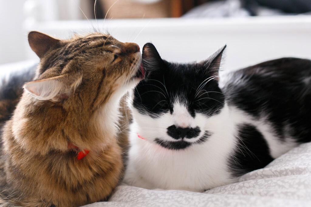 petmeds