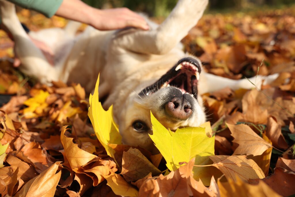 dog playing in leaf pile
