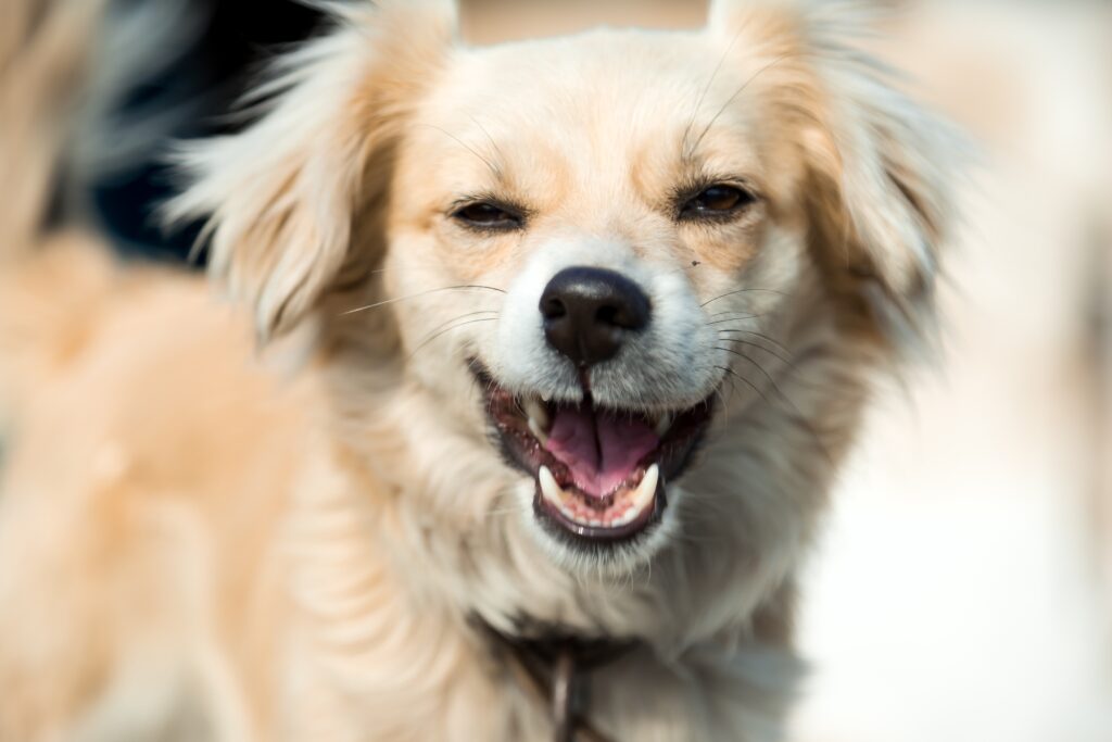 dog's tartar