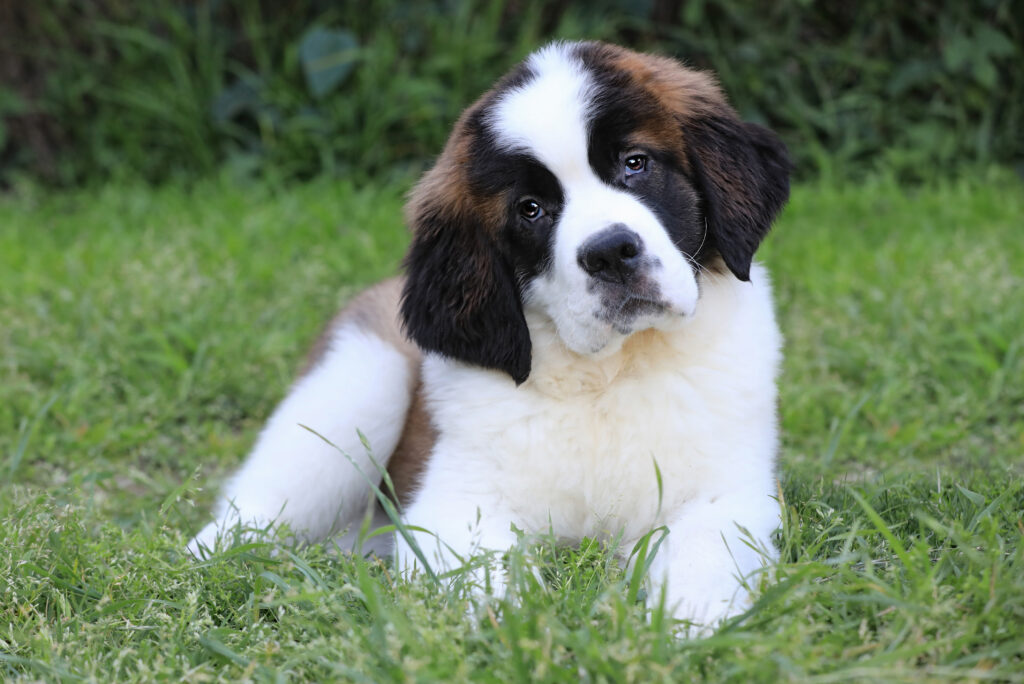 saint bernard