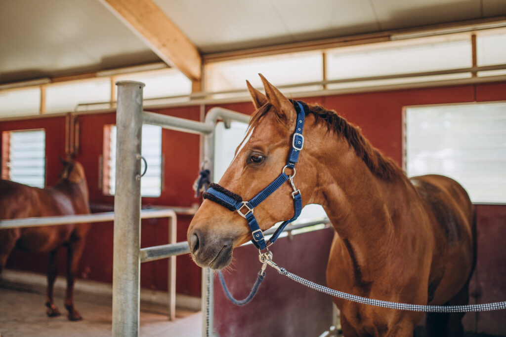 how to treat hock