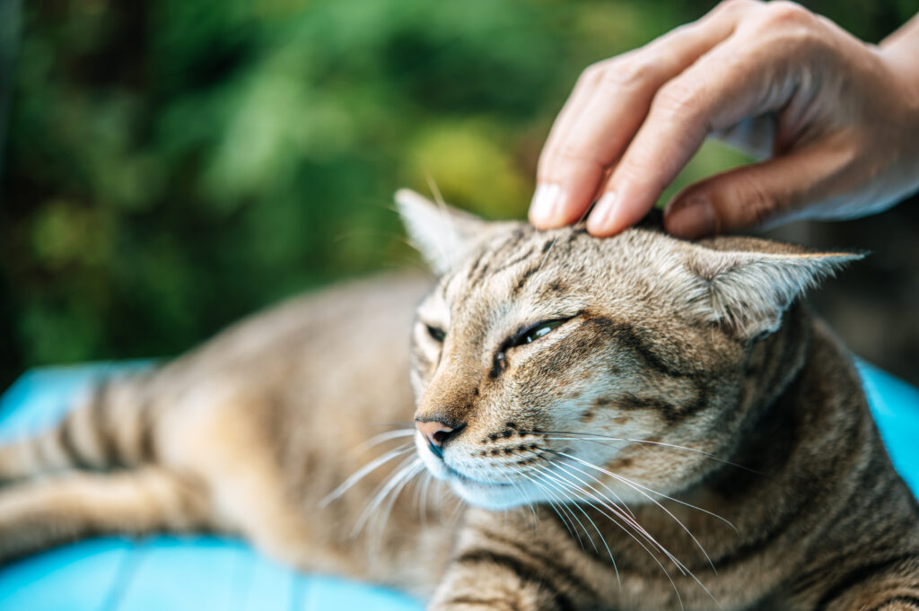 acupuncture for pets