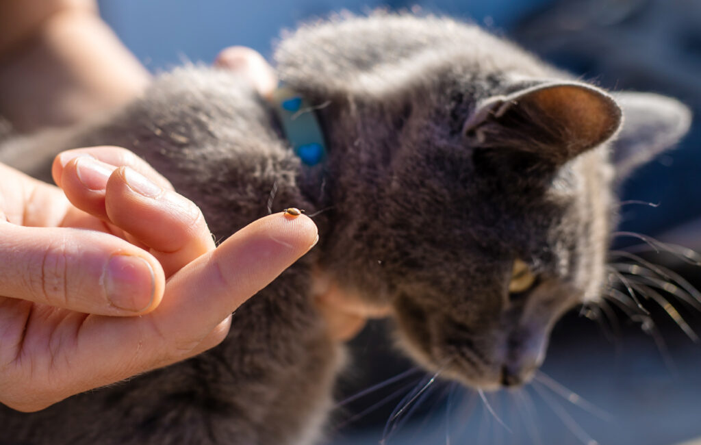 flea collar
