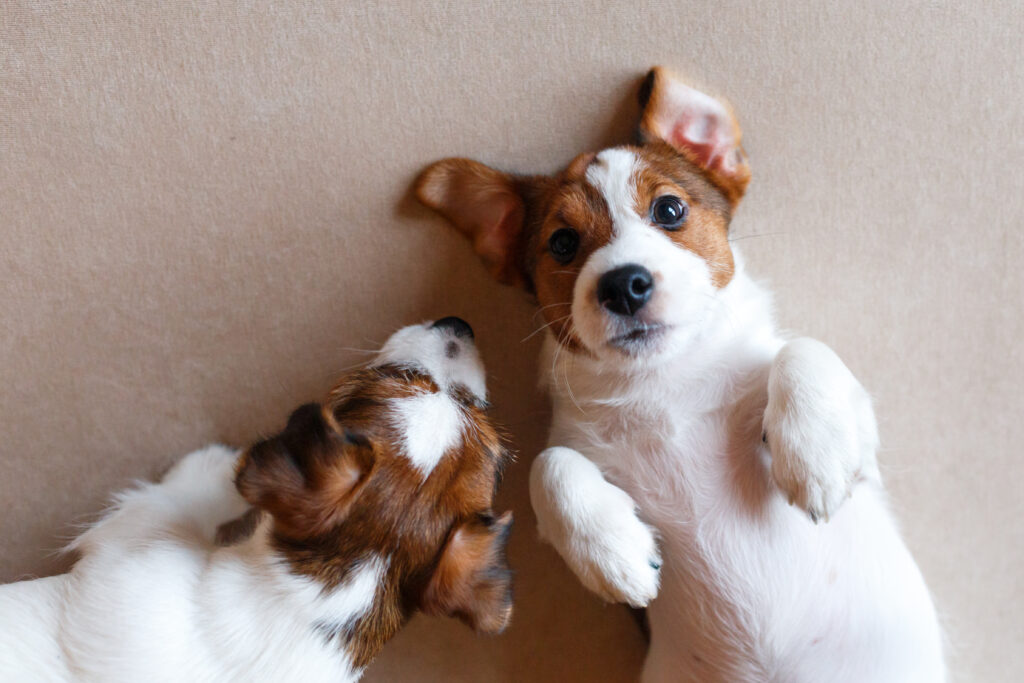 petmeds