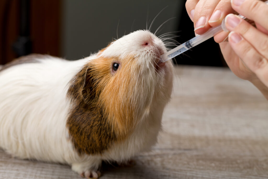 pet medicine