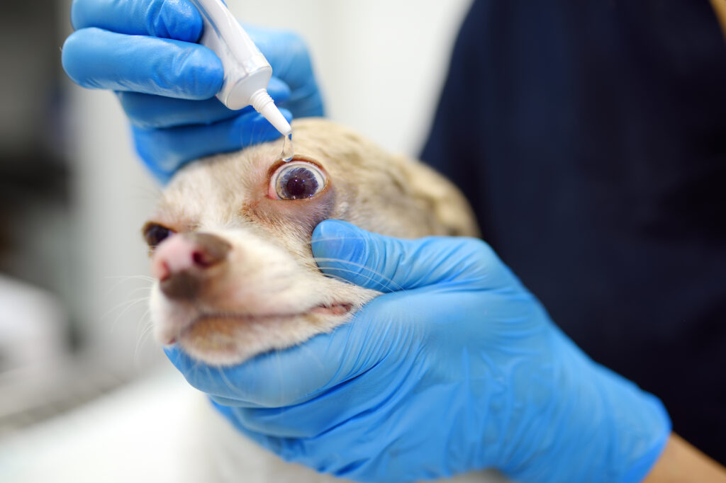 cherry eye in dogs